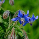 500mL Borage Refined Oil