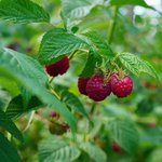 500mL Raspberry Refined Oil