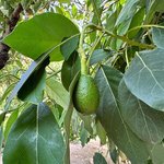 5L Avocado Refined Oil