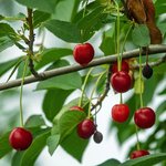 5L Cherry Kernel Oil