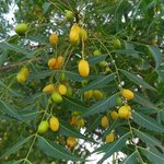 5L Neem Oil