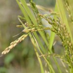 5L Rice Bran Refined Oil