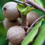 5L Macadamia Refined Oil