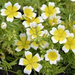 5L Meadowfoam Refined Oil