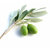 100 ml Olive Leaf - Liquid Extract [Water Based]