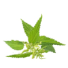 1L Nettle Root - Liquid Extract [Water Based]