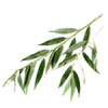 1L White Willow Bark - Liquid Extract [Water Based]