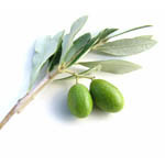 1 LT Olive Leaf - Liquid Extract [Water Based]