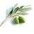5 lt Olive Leaf - Liquid Extract [Water Based]