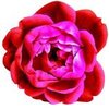 100g (When Packed) Rose Soap - 1 bar