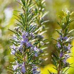 100g (When Packed) Rosemary With Flowers Soap - 1 bar