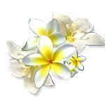 1 kg Hawaiian Frangipani Soap - 10 bars