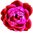 1 kg (When Packed) Rose Soap - 10 bars