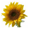 5L Sunflower Water Dispersible Massage Oil