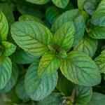 Peppermint Premium Australian Essential Oil