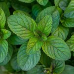 100mL Peppermint Premium Australian Essential Oil