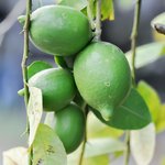 30mL Sweet Lime Cold Pressed Oil