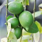 Sweet Lime Cold Pressed Essential Oil