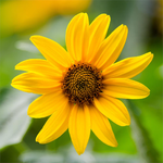 17 ml Arnica Flower Certified Organic CO2 Infused Oil - ACO 10282P                                  