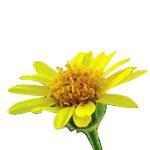 Arnica Flower Infused - Certified Organic CO2 Oils - ACO 10282P