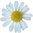 500 g Chamomile Flower Certified Organic CO2 Oil - ACO 10282P