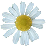 1 Kg Chamomile Flower Certified Organic CO2 Oil - ACO 10282P