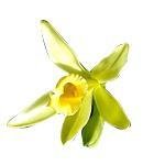 100g Vanilla Certified Organic CO2 Oil