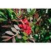 1kg Lentisque Morocco (Mastic) Essential Oil Certified Organic