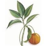 Petitgrain Combava (Kaffir Lime) Oil - Certified Organic Essential Oils - ACO 10282P