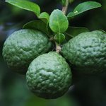6mL Petitgrain Combava (Kaffir Lime) Essential Oil