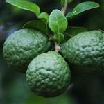 Petitgrain Combava (Kaffir Lime) Essential Oil