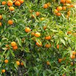 Mandarin Cold Pressed Australian Essential Oil