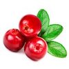 100g Cranberry - Liquid Extract [Glycerine Based]