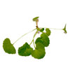 100g Gotu Kola - Liquid Extract [Glycerine Based]