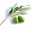 1 Kg Olive Leaf - Liquid Extract [Glycerine Based]
