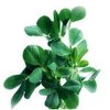 30mL Fenugreek CO2 Oil