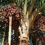 Buriti Virgin Oil - Vegetable, Carrier, Emollients & other Oils