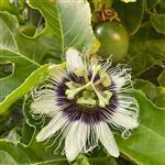 Passionfruit Virgin Oil