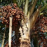 1L Buriti Virgin Oil