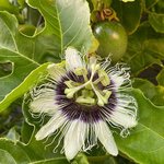 1L Passionfruit Virgin Oil