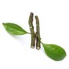 6mL Sandalwood Australian CO2 Oil