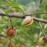 1L Almond Sweet Australian Refined Oil