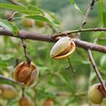 Almond Sweet Australian Refined Oil