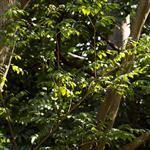 Peru Balsam Rectified Essential Oil