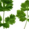 30mL Coriander CO2 Oil