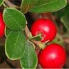 17g Bearberry - Liquid Extract [Glycerine Based]