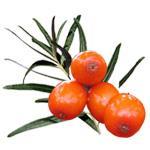 1 Kg Seabuckthorn - Liquid Extract [Glycerine Based]