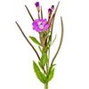 500g Canadian Willowherb - Liquid Extract [Glycerine Based]