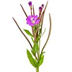Canadian Willowherb - Liquid Extracts [Glycerine Based]