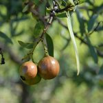 100 ml Sandalwood Nut Australian Virgin Oil